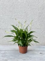 Zdjęcie rosliny doniczkowej Spathiphyllum rondo, ujęcie 3