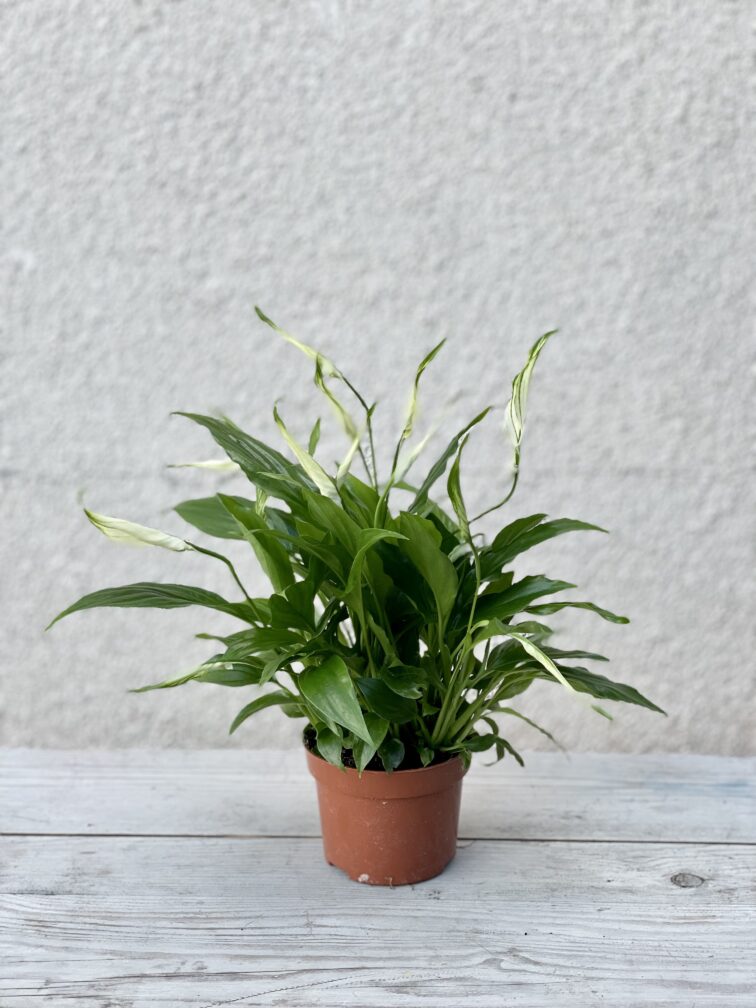 Zdjęcie rosliny doniczkowej Spathiphyllum rondo, ujęcie 3