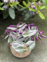 Zdjęcie rosliny doniczkowej Tradescantia Albiflora Nanouk (Trzykrotka Nanouk), ujęcie 1