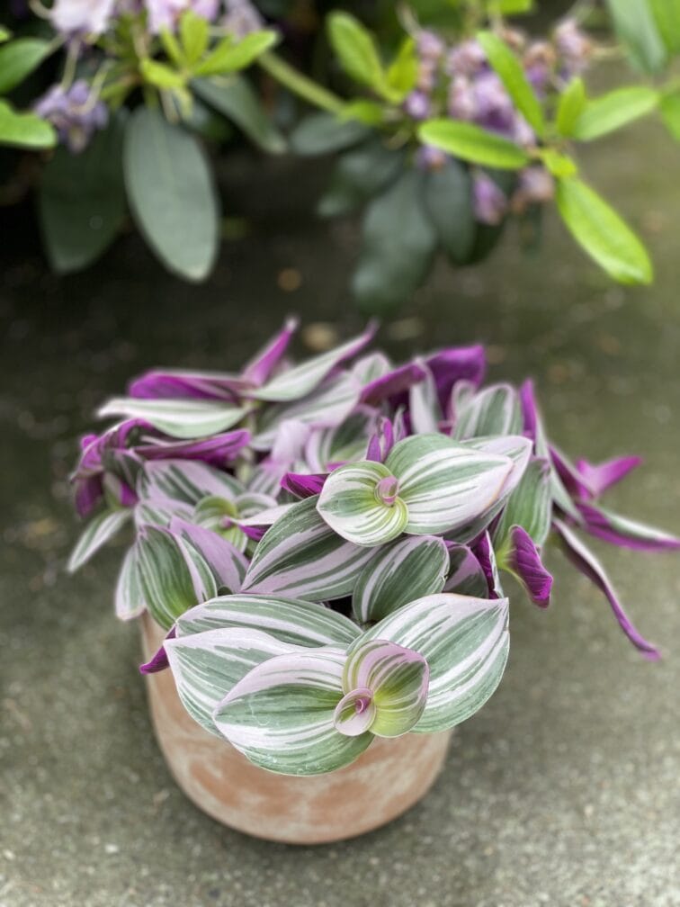Zdjęcie rosliny doniczkowej Tradescantia Albiflora Nanouk (Trzykrotka Nanouk), ujęcie 1