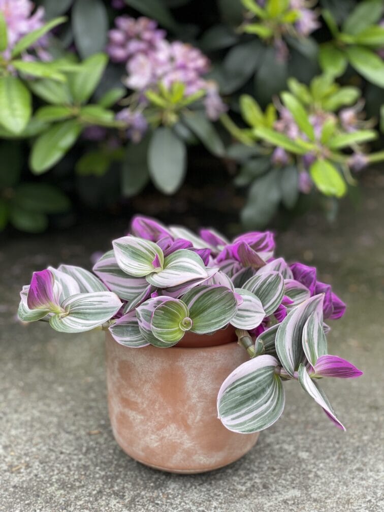 Zdjęcie rosliny doniczkowej Tradescantia Albiflora Nanouk (Trzykrotka Nanouk), ujęcie 2