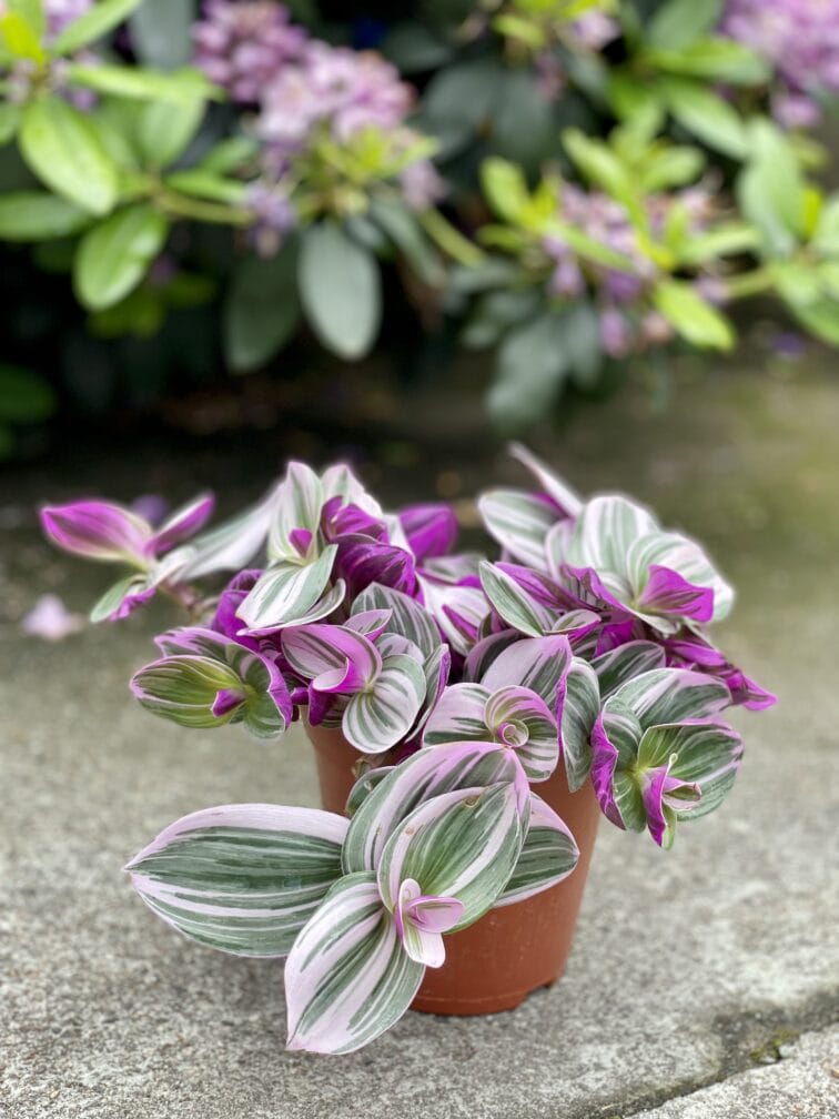 Zdjęcie rosliny doniczkowej Tradescantia Albiflora Nanouk (Trzykrotka Nanouk), ujęcie 3