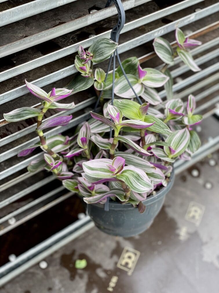 Zdjęcie rosliny doniczkowej Tradescantia Albiflora Nanouk (Trzykrotka Nanouk), ujęcie 1