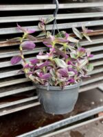 Zdjęcie rosliny doniczkowej Tradescantia Albiflora Nanouk (Trzykrotka Nanouk), ujęcie 2