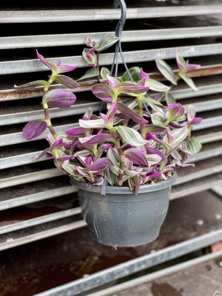 Zdjęcie rosliny doniczkowej Tradescantia Albiflora Nanouk (Trzykrotka Nanouk), ujęcie 2