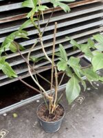 Zdjęcie akcesoria Tyczka bambusowa 60cm, ujęcie 2