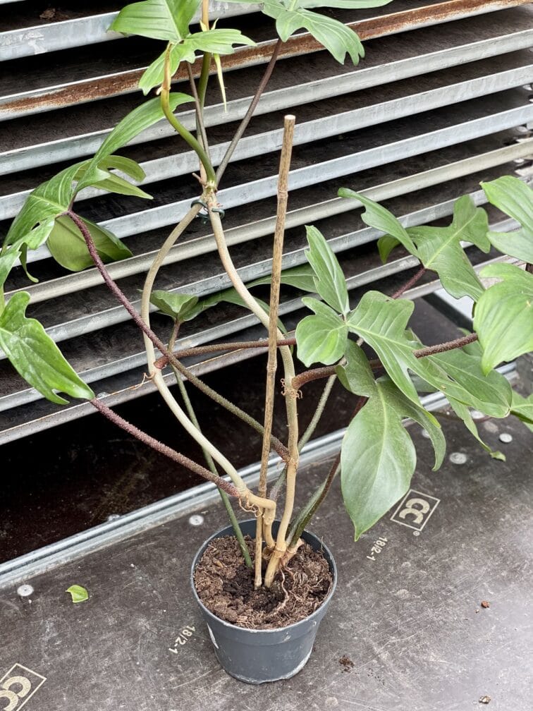 Zdjęcie akcesoria Tyczka bambusowa 60cm, ujęcie 2