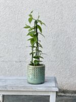 Zdjęcie rosliny doniczkowej Vanilla Planifolia, ujęcie 1