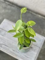 Zdjęcie rosliny doniczkowej Vanilla Planifolia, ujęcie 2