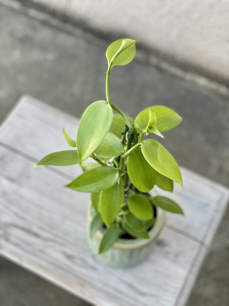 Zdjęcie rosliny doniczkowej Vanilla Planifolia, ujęcie 2
