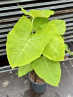 Zdjęcie rosliny doniczkowej Xanthosoma sagittifolium lime, ujęcie 1