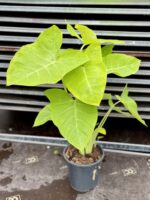 Zdjęcie rosliny doniczkowej Xanthosoma sagittifolium lime, ujęcie 2