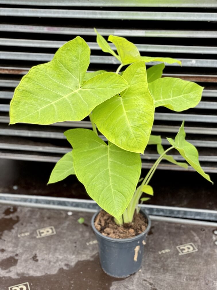 Zdjęcie rosliny doniczkowej Xanthosoma sagittifolium lime, ujęcie 2