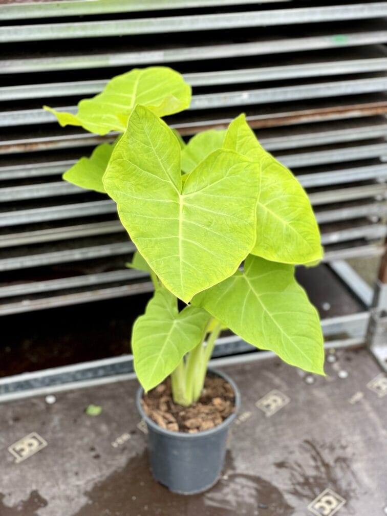 Zdjęcie rosliny doniczkowej Xanthosoma sagittifolium lime, ujęcie 3