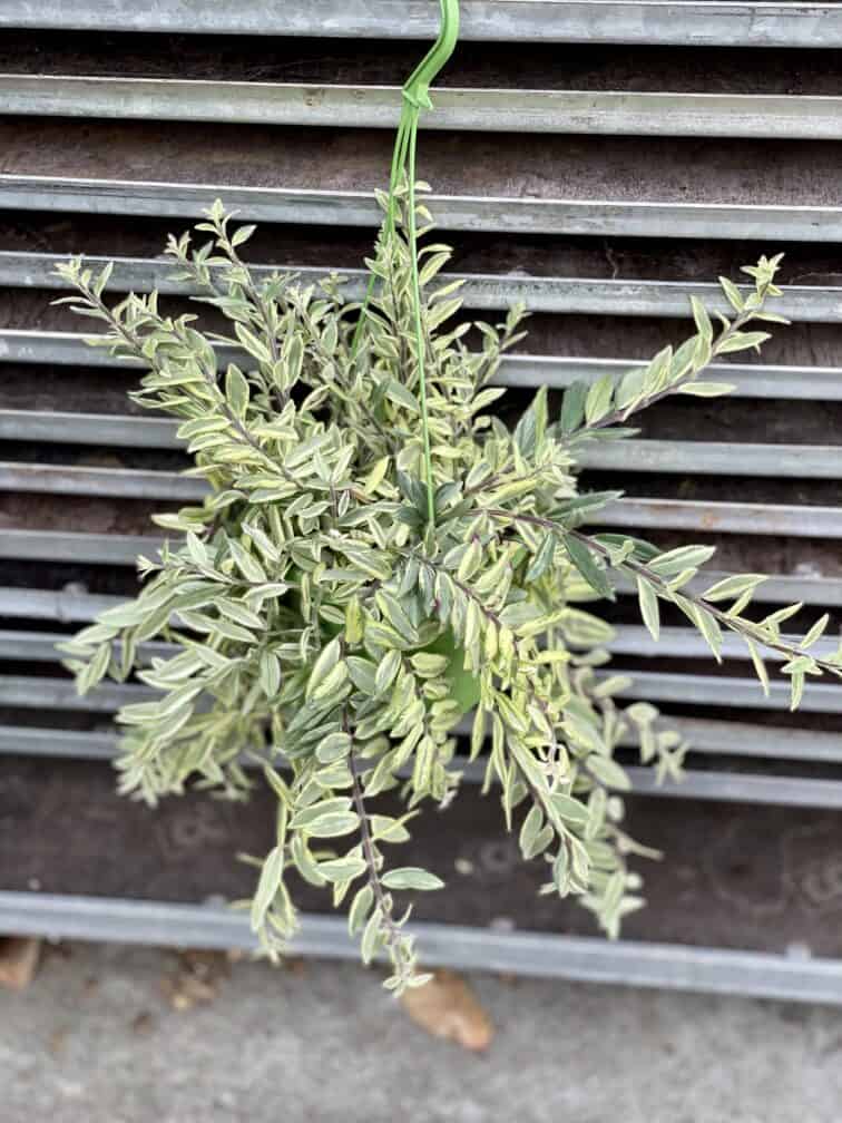 Zdjęcie rosliny doniczkowej Aeschynanthus Bolero Bicolore, ujęcie 1