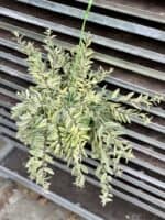 Zdjęcie rosliny doniczkowej Aeschynanthus Bolero Bicolore, ujęcie 2