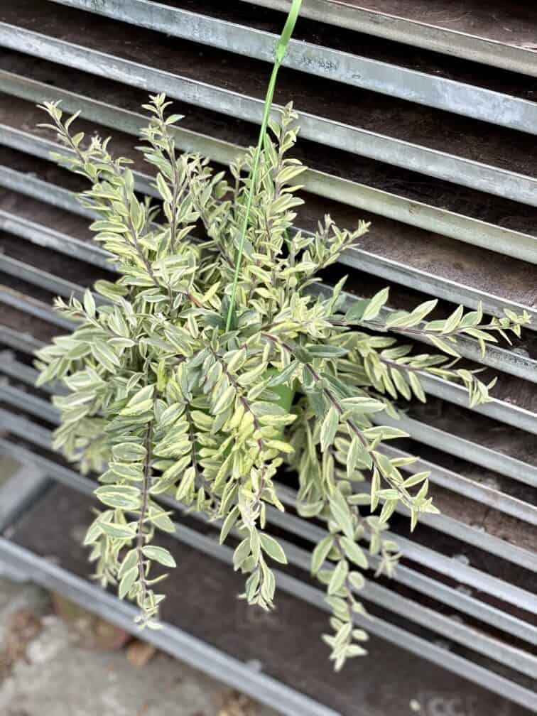 Zdjęcie rosliny doniczkowej Aeschynanthus Bolero Bicolore, ujęcie 2