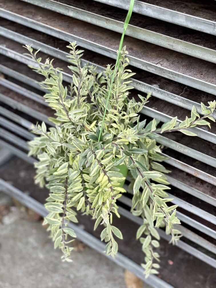 Zdjęcie rosliny doniczkowej Aeschynanthus Bolero Bicolore, ujęcie 3