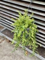 Zdjęcie rosliny doniczkowej Aeschynanthus Japhrolepis, ujęcie 1