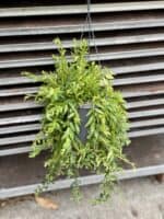 Zdjęcie rosliny doniczkowej Aeschynanthus Japhrolepis, ujęcie 2