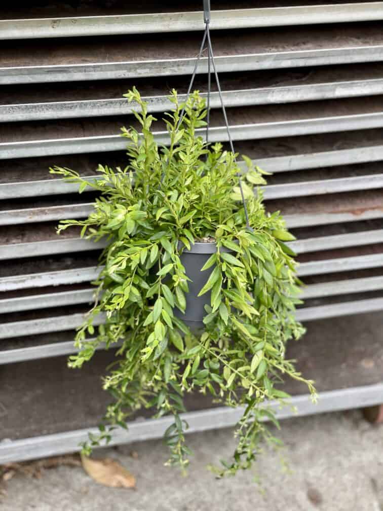 Zdjęcie rosliny doniczkowej Aeschynanthus Japhrolepis, ujęcie 2