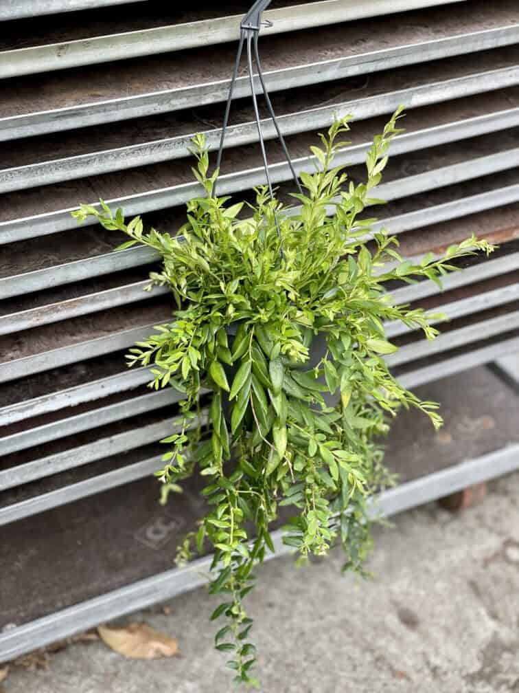 Zdjęcie rosliny doniczkowej Aeschynanthus Japhrolepis, ujęcie 3