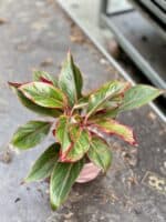 Zdjęcie rosliny doniczkowej Aglaonema King of Siam, ujęcie 1