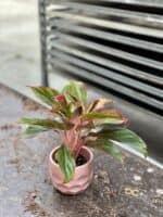 Zdjęcie rosliny doniczkowej Aglaonema King of Siam, ujęcie 2
