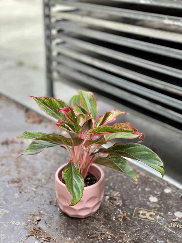 Zdjęcie rosliny doniczkowej Aglaonema King of Siam, ujęcie 2