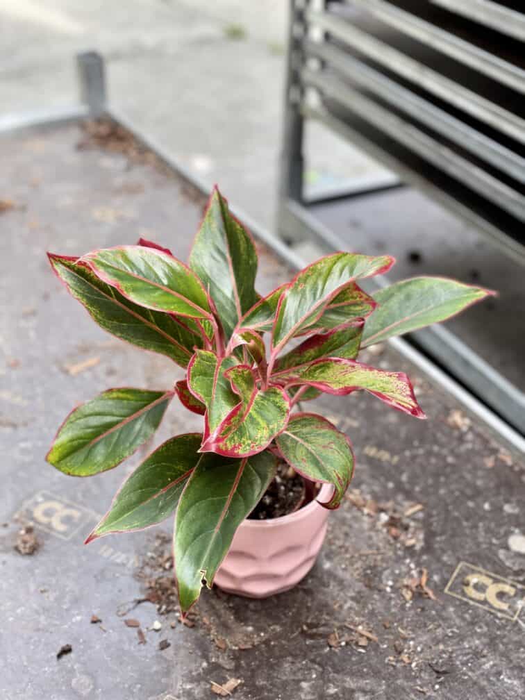 Zdjęcie rosliny doniczkowej Aglaonema King of Siam, ujęcie 3