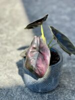 Zdjęcie rosliny doniczkowej Alocasia Azlanii, ujęcie 1