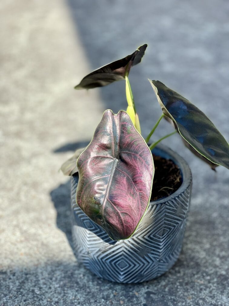 Zdjęcie rosliny doniczkowej Alocasia Azlanii, ujęcie 1