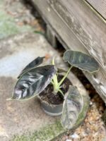 Zdjęcie rosliny doniczkowej Alocasia Azlanii, ujęcie 2