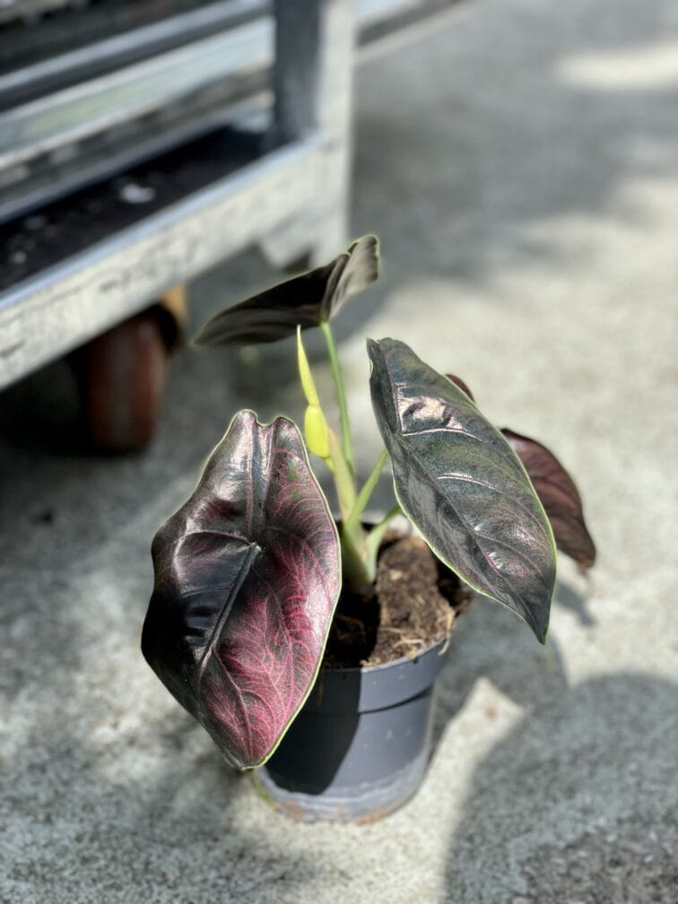 Zdjęcie rosliny doniczkowej Alocasia Azlanii, ujęcie 3