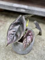 Zdjęcie rosliny doniczkowej Alocasia Azlanii, ujęcie 4