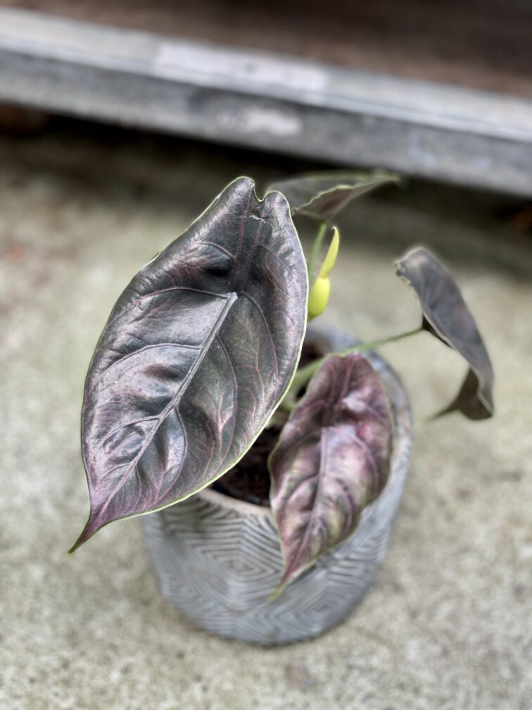 Zdjęcie rosliny doniczkowej Alocasia Azlanii, ujęcie 4