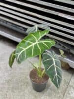 Zdjęcie rosliny doniczkowej Alocasia micholitziana "Frydek", ujęcie 1