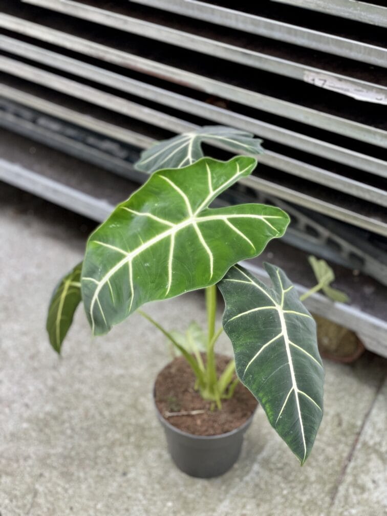 Zdjęcie rosliny doniczkowej Alocasia micholitziana "Frydek", ujęcie 1