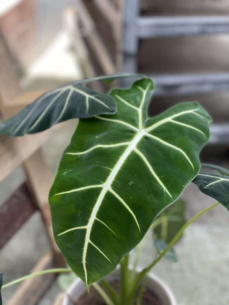 Zdjęcie rosliny doniczkowej Alocasia micholitziana "Frydek", ujęcie 2