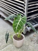 Zdjęcie rosliny doniczkowej Alocasia micholitziana "Frydek", ujęcie 3