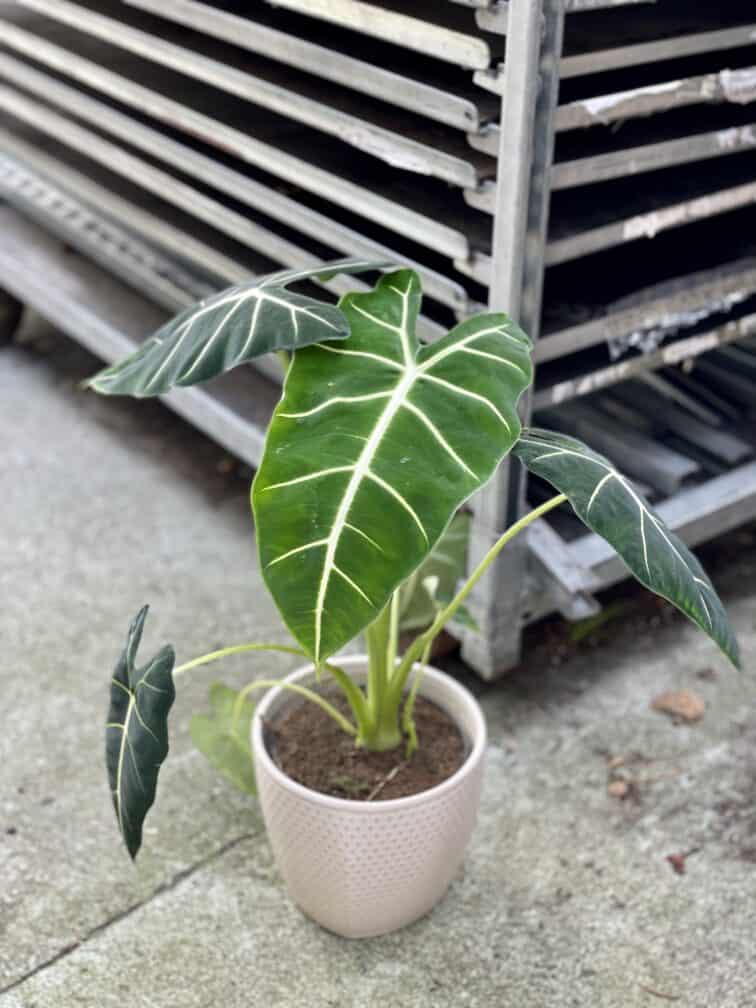 Zdjęcie rosliny doniczkowej Alocasia micholitziana "Frydek", ujęcie 3