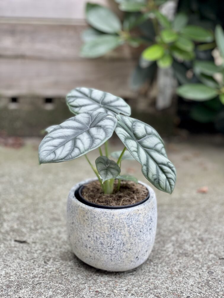 Zdjęcie rosliny doniczkowej Alocasia Silver Dragon, ujęcie 1