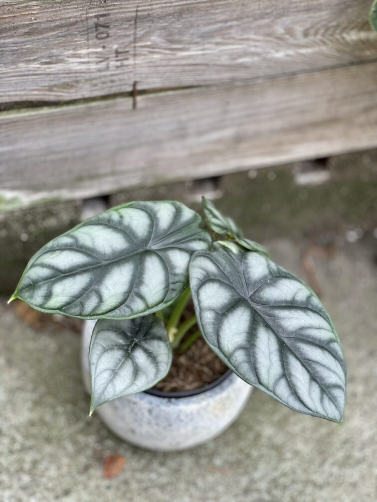 Zdjęcie rosliny doniczkowej Alocasia Silver Dragon, ujęcie 2