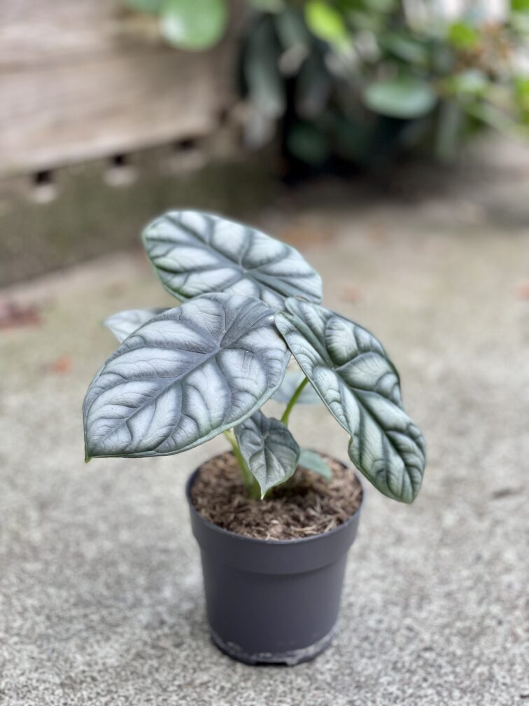 Zdjęcie rosliny doniczkowej Alocasia Silver Dragon, ujęcie 3
