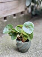 Zdjęcie rosliny doniczkowej Begonia Conchifolia Red Ruby, ujęcie 1