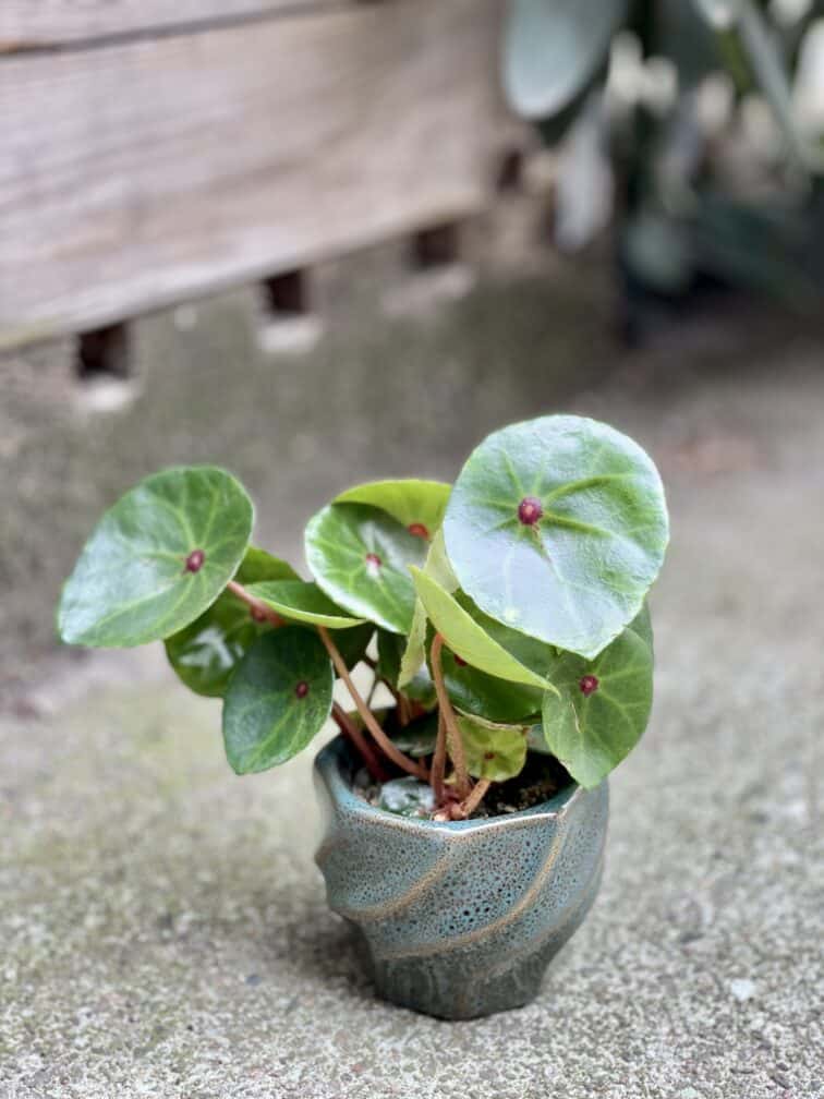 Zdjęcie rosliny doniczkowej Begonia Conchifolia Red Ruby, ujęcie 1