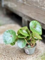 Zdjęcie rosliny doniczkowej Begonia Conchifolia Red Ruby, ujęcie 2