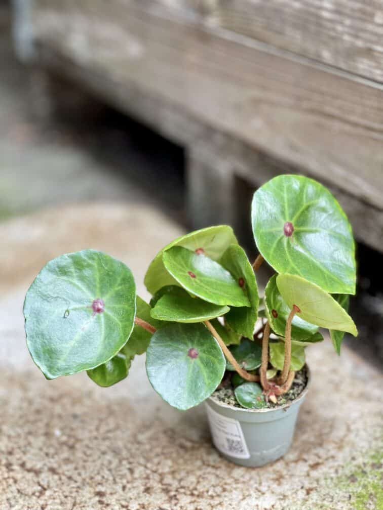Zdjęcie rosliny doniczkowej Begonia Conchifolia Red Ruby, ujęcie 2