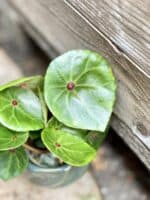 Zdjęcie rosliny doniczkowej Begonia Conchifolia Red Ruby, ujęcie 3