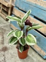 Zdjęcie rosliny doniczkowej Calathea Bicajoux Gecko (Kalatea), ujęcie 1